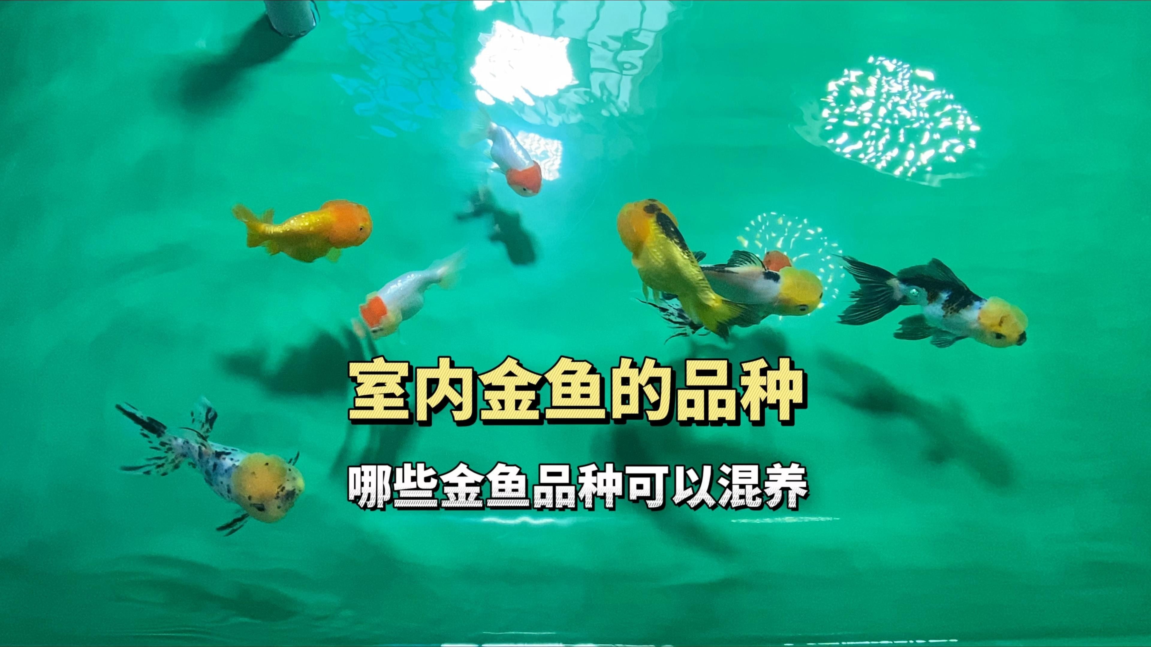 哪些金魚品種適合混養（如何選擇適合混養的金魚品種？） 哪些金魚品種適合混養（如何選擇適合混養的金魚品種？） 龍魚百科 第1張