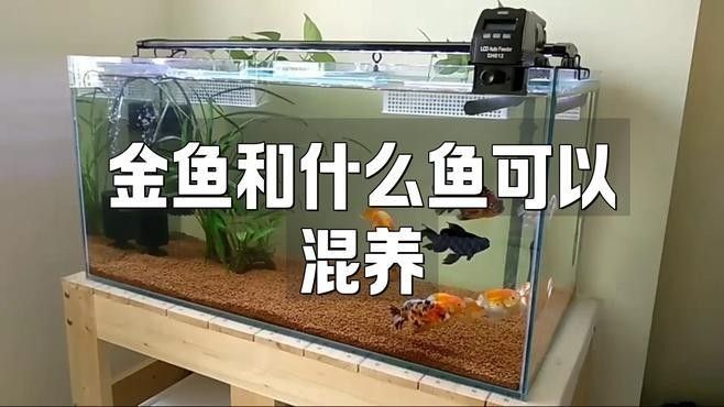 哪些金魚品種適合混養（如何選擇適合混養的金魚品種？） 哪些金魚品種適合混養（如何選擇適合混養的金魚品種？） 龍魚百科 第3張