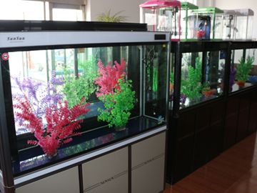 招財貓魚吃啥長得快(招財魚吃什么長的快)