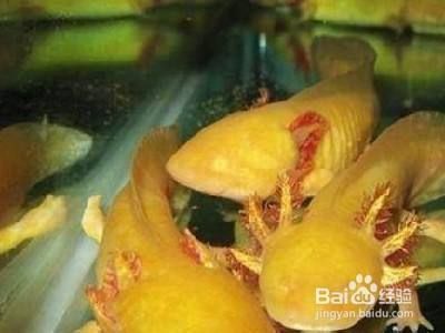 六角恐龍魚怎樣飼養：六角恐龍魚的飼養方法