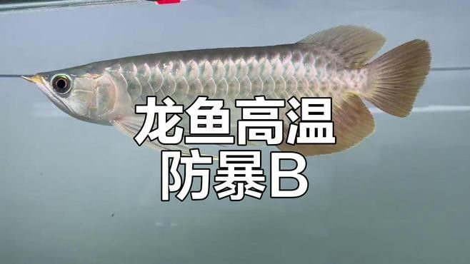 如何給龍魚安全地降溫？（夏季高溫如何避免龍魚暴斃）
