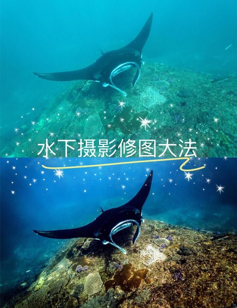 如何拍攝高質量的金色龍魚照片（如何拍攝出高質量的金色龍魚照片）