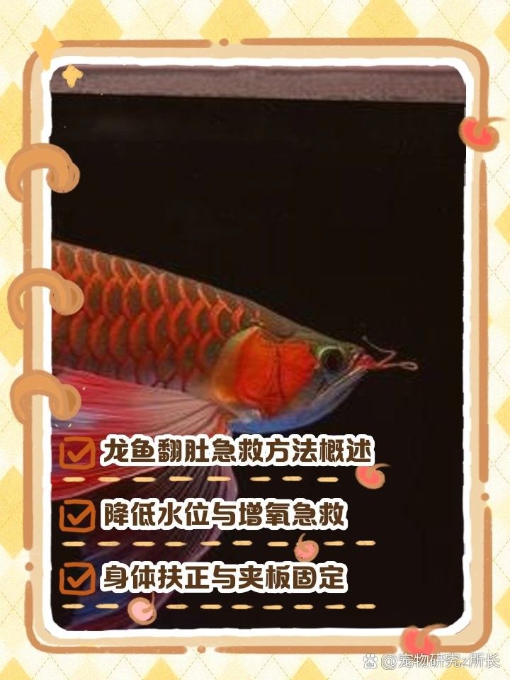 如何預防龍魚漲肚？（如何預防龍魚漲肚）
