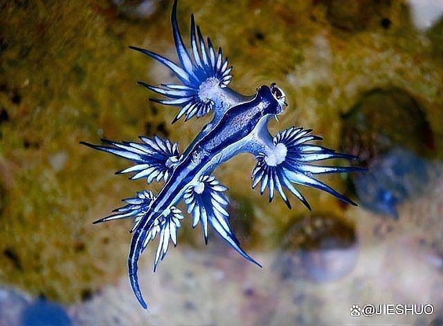 藍(lán)龍魚（海生）的捕食方式（科普中國危險(xiǎn)預(yù)兆）