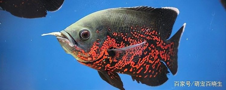 銀龍魚和地圖魚混養會咬鰭嗎？