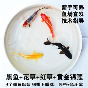 純黑觀賞魚的種類與價格（純黑觀賞魚價格）