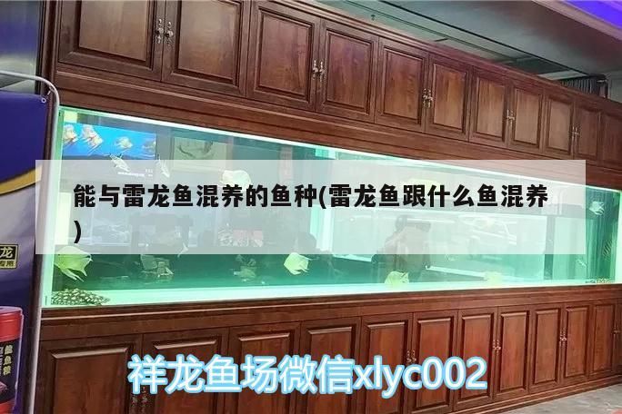 能與雷龍魚混養(yǎng)的魚種(雷龍魚跟什么魚混養(yǎng))（能與雷龍魚混養(yǎng)的魚種）