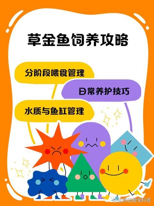 如何減少混養中的沖突?(混養沖突怎么辦) 龍魚百科 第11張 如何減少混養中的沖突?(混養沖突怎么辦) 如何減少混養中的沖突?(混養沖突怎么辦) 龍魚百科 第11張