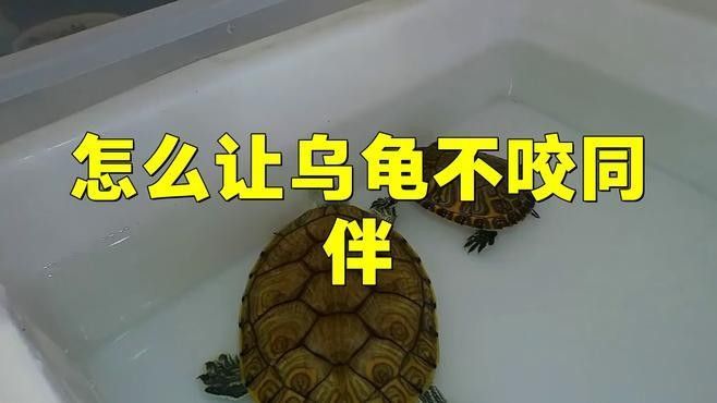 如何減少混養中的沖突？（混養沖突怎么辦） 如何減少混養中的沖突？（混養沖突怎么辦） 龍魚百科 第14張