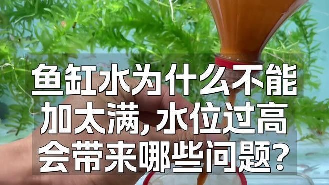 龍魚缸水位過高會怎樣？（龍魚缸水位多高最合適）