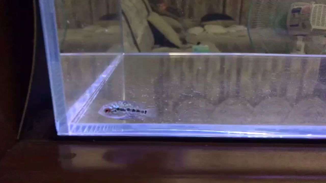 某寶買了6只羅漢苗（某寶買了6只羅漢苗，我在某寶平臺上買了六只羅漢苗）