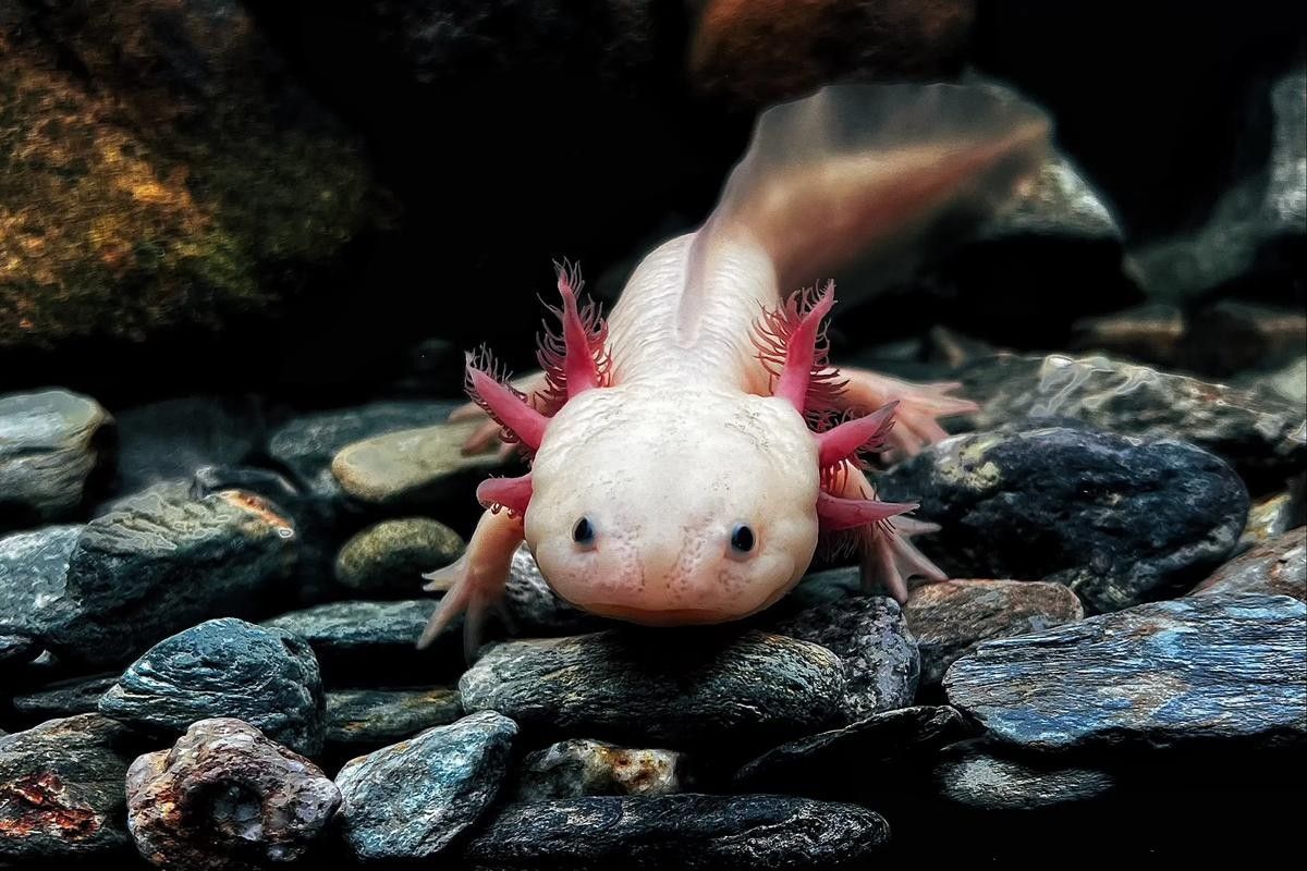 六角恐龍魚繁殖圖片（六角恐龍魚的繁殖過(guò)程）