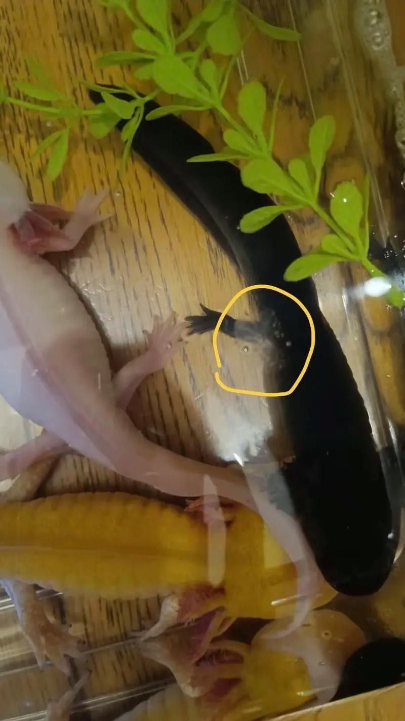 六角恐龍魚繁殖圖片（六角恐龍魚的繁殖過(guò)程）