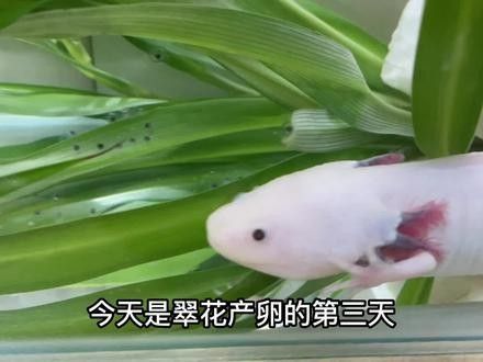 六角恐龍魚繁殖圖片（六角恐龍魚的繁殖過(guò)程）