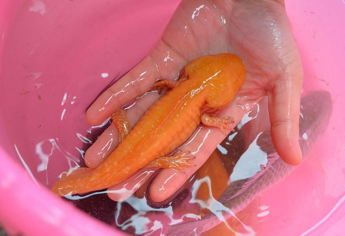 六角恐龍魚繁殖圖片（六角恐龍魚的繁殖過(guò)程）