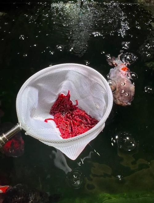 六角恐龍魚繁殖圖片（六角恐龍魚的繁殖過(guò)程）