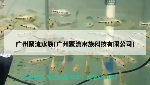 廣州聚流水族(廣州聚流水族科技有限公司)（養金魚不死的小竅門）