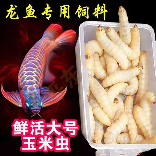 給我推薦一些適合釣紅龍魚的魚餌（適合釣紅龍魚的餌料有哪些）