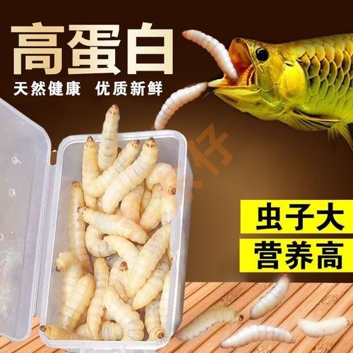 給我推薦一些適合釣紅龍魚的魚餌（適合釣紅龍魚的餌料有哪些）