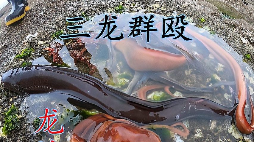 給我推薦一些適合釣紅龍魚的魚餌（適合釣紅龍魚的餌料有哪些）