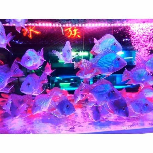 寬城哪個水族館龍魚好？祥龍魚場龍魚（寬城哪個水族館龍魚好）