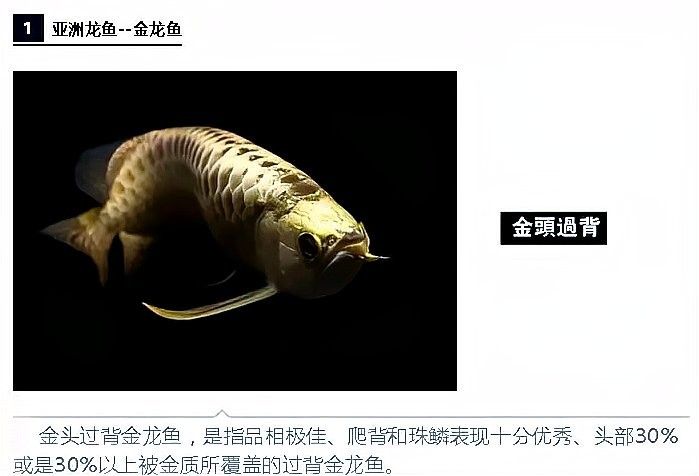 寬城哪個水族館龍魚好？祥龍魚場龍魚（寬城哪個水族館龍魚好）