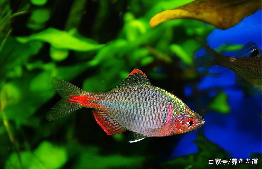 紅龍魚泡藥后多久開始恢復（紅龍魚泡藥后多久開始恢復，這個問題的答案取決于多種因素）