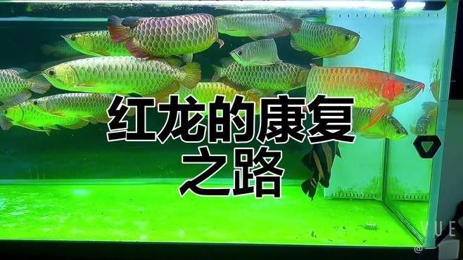 紅龍魚(yú)泡藥后多久開(kāi)始恢復(fù)（紅龍魚(yú)泡藥后多久開(kāi)始恢復(fù)，這個(gè)問(wèn)題的答案取決于多種因素）