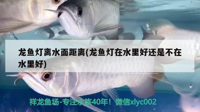 龍魚燈離水面距離(龍魚燈在水里好還是不在水里好)（金龍魚、紅龍魚光源的使用方法） 龍魚燈離水面距離(龍魚燈在水里好還是不在水里好)（金龍魚、紅龍魚光源的使用方法） 觀賞魚百科