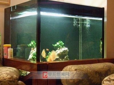 房屋裝修魚缸(家里放魚缸如何裝修-土巴兔裝修問答) 觀賞魚百科 第6張 房屋裝修魚缸(家里放魚缸如何裝修-土巴兔裝修問答) 房屋裝修魚缸(家里放魚缸如何裝修-土巴兔裝修問答) 觀賞魚百科 第6張