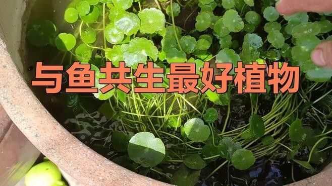 如何選擇適合與金龍魚混養(yǎng)的植物（如何根據(jù)金龍魚的特性和需求選擇適合的植物）