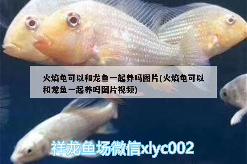 20公分紅龍魚價格表不死的熱帶魚（觀賞紅龍魚價格）（20公分享20公分紅龍魚價格表不死的熱帶魚價格表不死的熱帶魚）