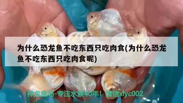 為什么恐龍魚不吃東西只吃肉食(為什么恐龍魚不吃東西只吃肉食呢)（為什么恐龍魚不吃東西只吃肉食）
