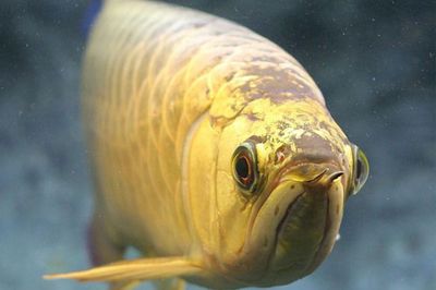 戰船魚和龍魚能一起養么（戰船魚和龍魚能一起養么嗎）（戰船魚和龍魚一起養在同一個魚缸中卻是一個有爭議的問題）