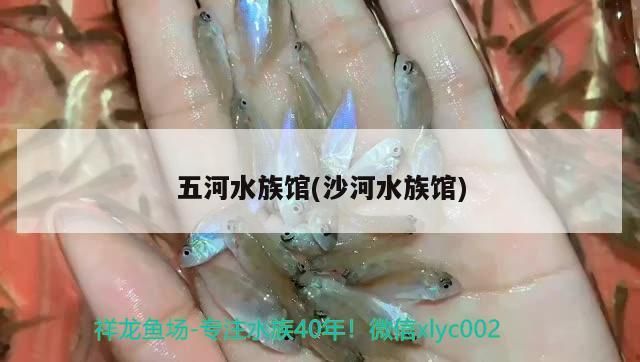 <strong><mark>五河</mark></strong>水族館(沙河水族館)（連云港<strong><mark>五河</mark></strong>水族館）
