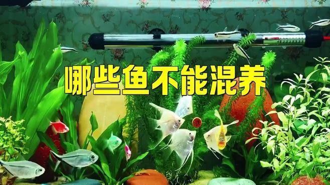 哪些魚不適合混養（不適合混養的觀賞魚類類型）