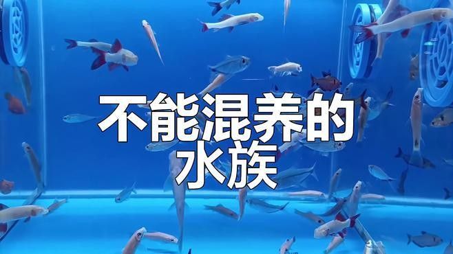 哪些魚不適合混養（不適合混養的觀賞魚類類型）