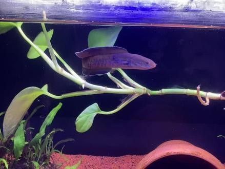 雷龍魚發(fā)色需要哪些飼料（雷龍魚發(fā)色需要特定的飼料以確保其健康和美觀的外觀）