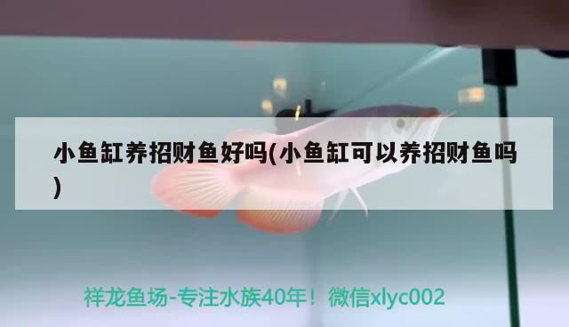小魚缸養招財魚好嗎(小魚缸可以養招財魚嗎)（小魚缸養招財魚好嗎）