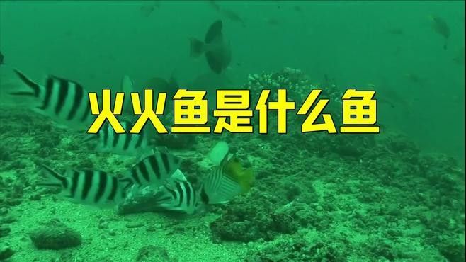 火龍魚有哪些種類（火龍魚有哪些種類？）