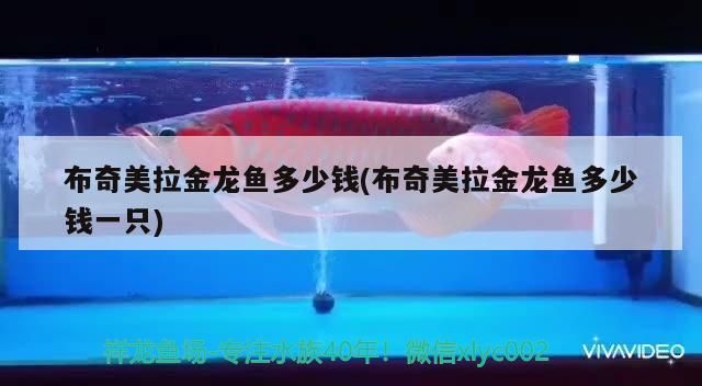龍魚腮邊泡泡的治療時間取決于多種因素，魚腮邊泡泡的治愈時間取決于多種因素，龍魚腮邊泡泡的治愈時間取決于多種因素