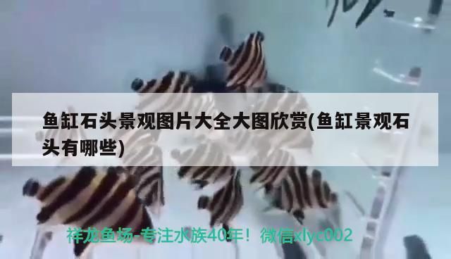 精選問答，孔雀魚可以單獨放在玻璃瓶嗎（七彩拉拉魚可以和孔雀魚一起養嗎）