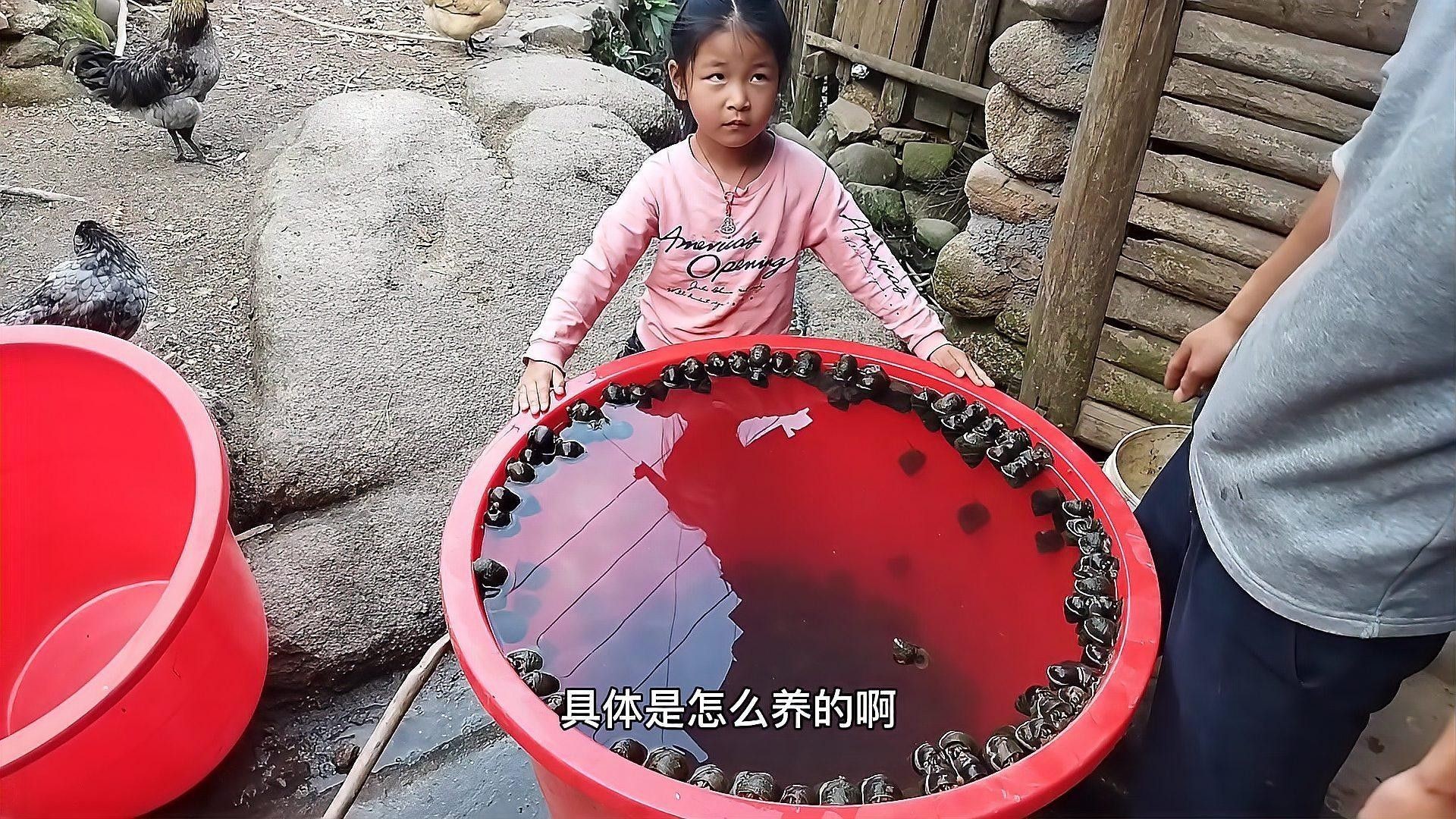如何控制混養螺類的數量（養田螺能賺多少錢真實收益揭秘一畝地不可能年入6萬）