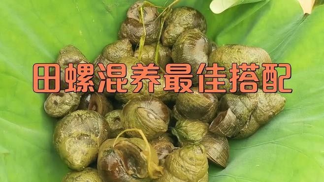 如何控制混養螺類的數量（養田螺能賺多少錢真實收益揭秘一畝地不可能年入6萬）