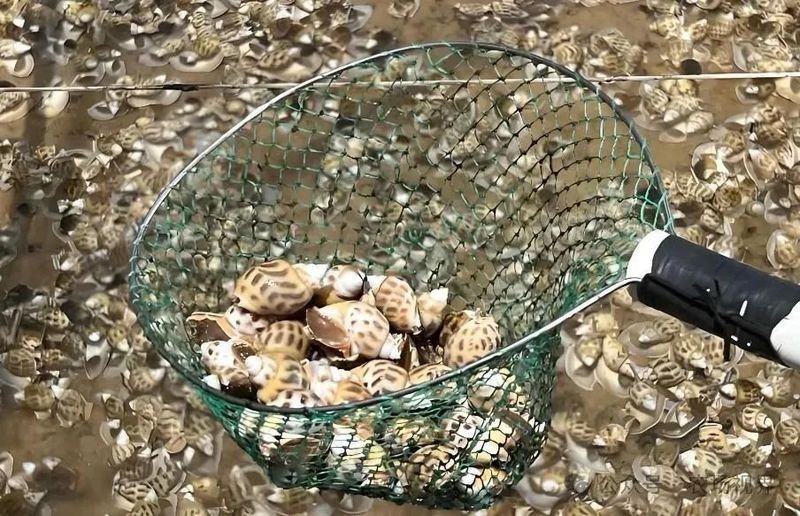 如何控制混養螺類的數量（養田螺能賺多少錢真實收益揭秘一畝地不可能年入6萬）