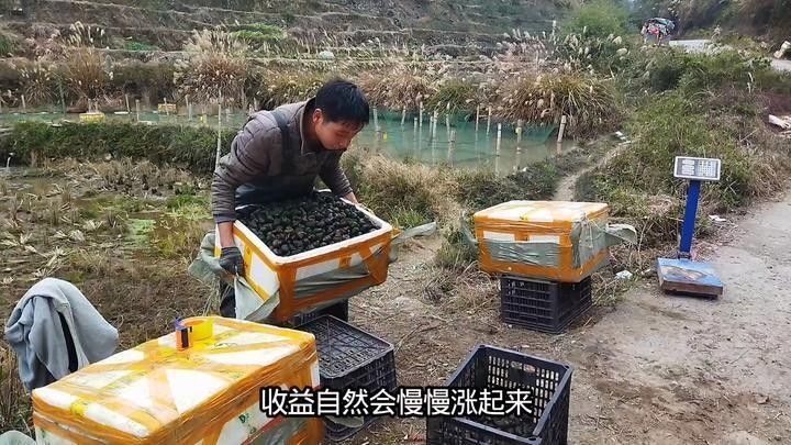 如何控制混養螺類的數量（養田螺能賺多少錢真實收益揭秘一畝地不可能年入6萬）