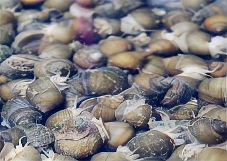 如何控制混養螺類的數量（養田螺能賺多少錢真實收益揭秘一畝地不可能年入6萬）