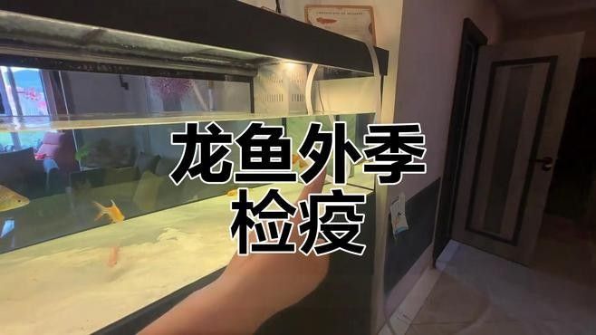 如何預防龍魚掉尾巴？（如何預防龍魚掉尾）