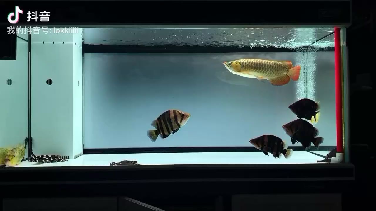 慢慢減密（慢慢減密，巴西亞被打到趴著，魚友說：漂亮，立竿見影）