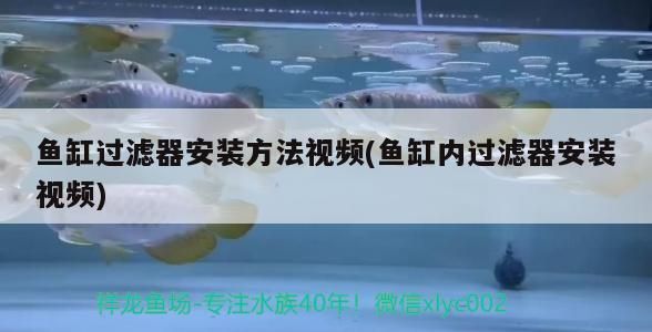 龍魚身體彎曲是什么原因，龍魚為什么彎著身子